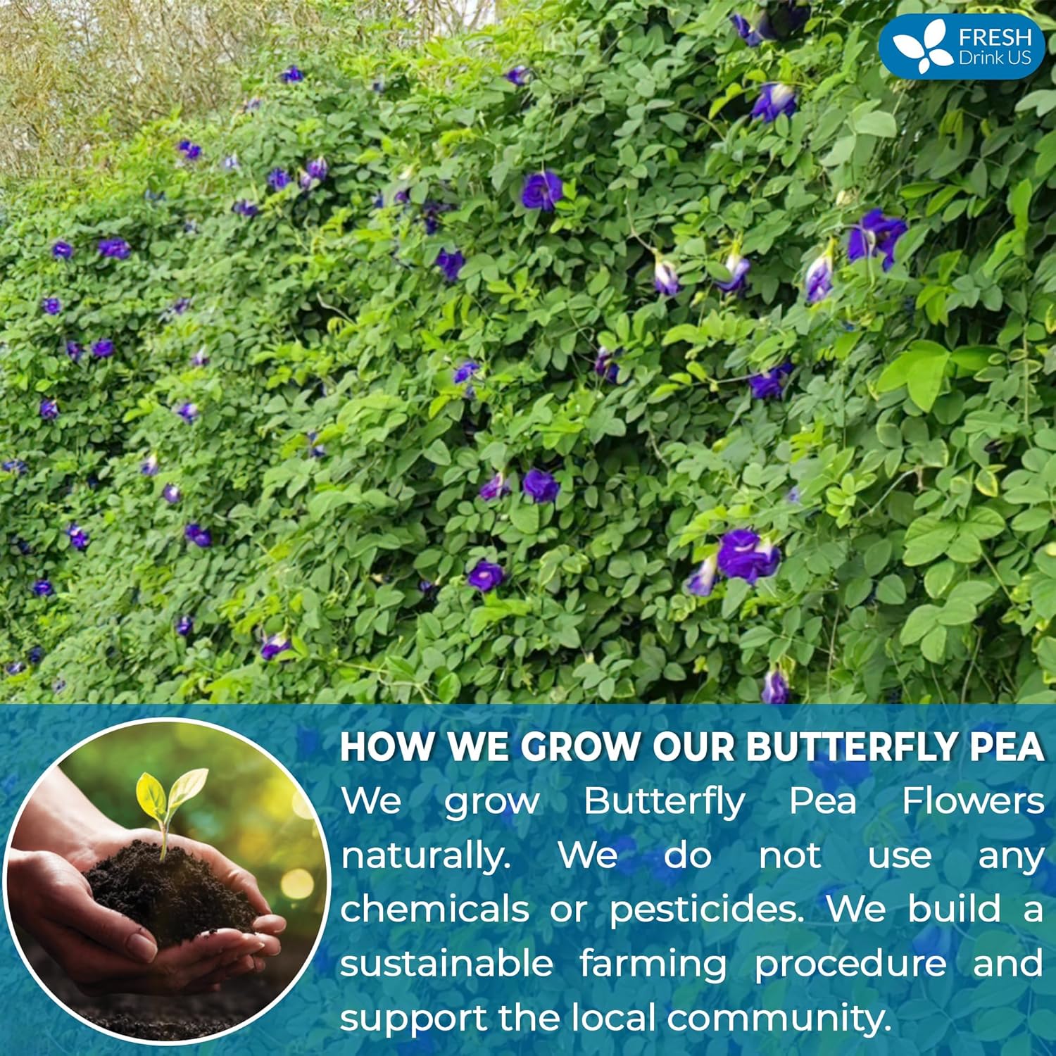 FreshDrinkUS, Premium 75 Tea Bags Blue Butterfly Pea Flowers, 100% Natural and Pure from Butterfly Pea Flowers, Made With Natural Material Tea Bag, No Sugar, No Caffeine, No Gluten, Vegan