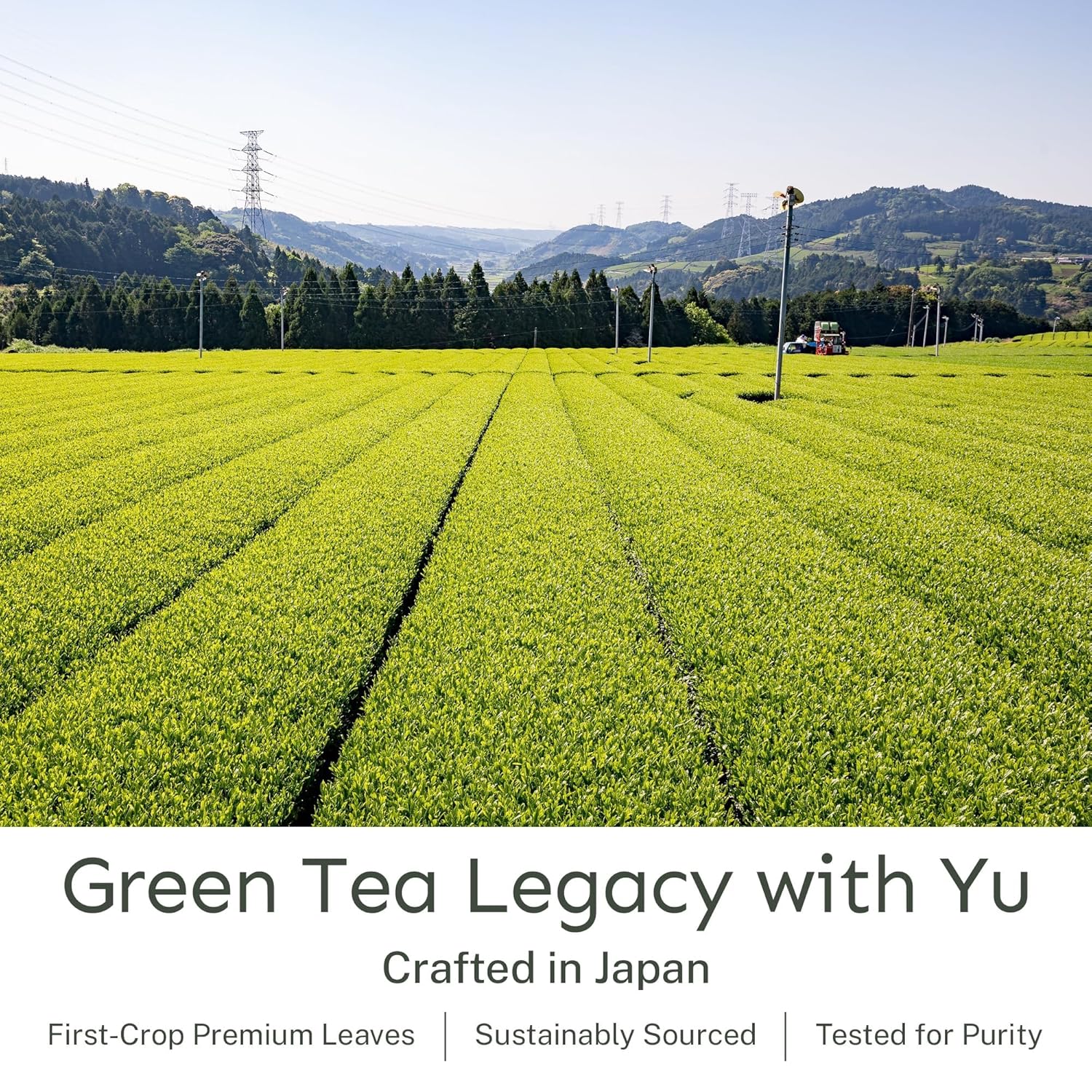 Yu Tea Organic Sencha Green Tea Powder, 30 Instant Packets | Rich in Antioxidants, EGCG, & L-Theanine | Pure Japanese First Harvest Leaf | Low Caffeine & Unsweetened | Single Serve Sticks