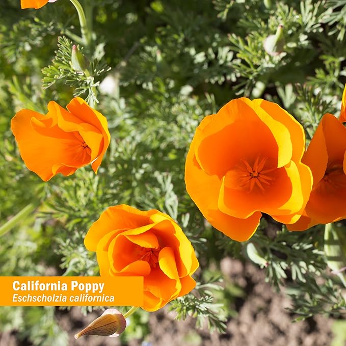 Herb Pharm Certified Organic California Poppy Liquid Extract for Calming Nervous System Support - 4 Ounce