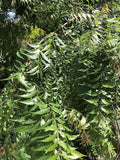Fresh Neem Leaves - 300 Leaves