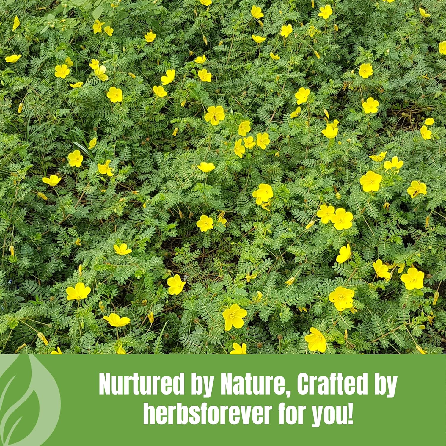 Gokshura Powder | Tribulus Terrestris | Authentic Ayurvedic Herb for Everyday Use | Non-GMO, Vegan, 100% Pure & Natural | 454 GMS Herbal Supplement
