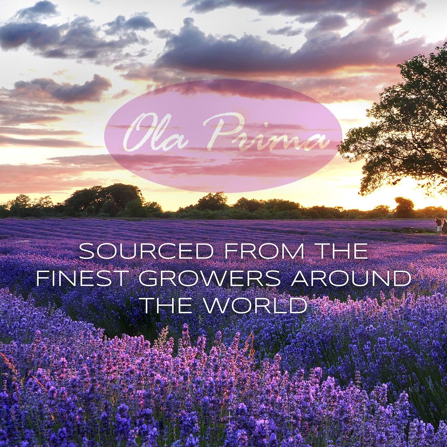 Ola Prima 4oz Patchouli Essential Oil